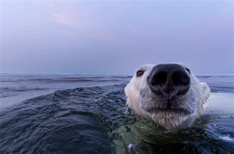 Polar Bear Swim Photo One Big Photo
