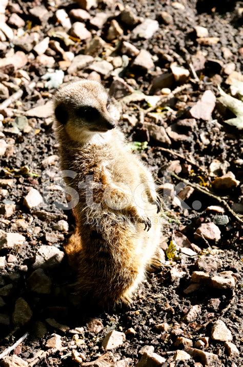Meerkat In The Sun Stock Photo Royalty Free Freeimages