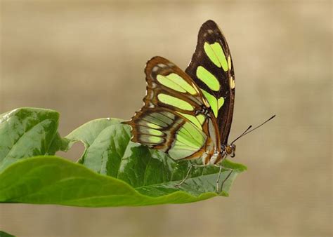 Wildlife Of Ecuador Amazon And Galapagos Audley Travel Uk