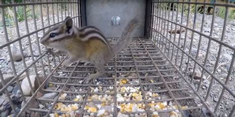 How To Easily Get Rid Of Chipmunks From Your Yard Or Garden Rodent