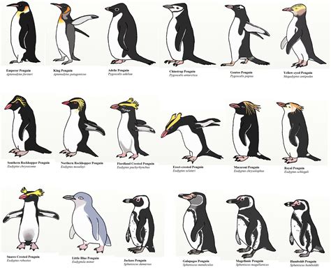 Types Of Penguins Penguin Species Types Of Penguins Penguins