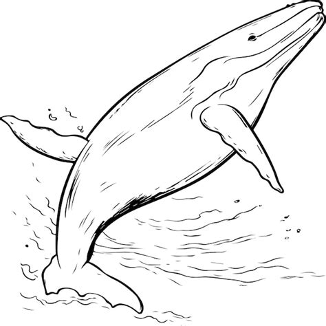 Coloriage Baleine à Bosse Vecteur Premium