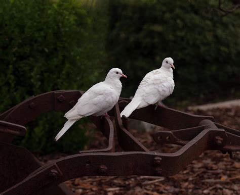 Two White Doves On Farm Equiptment 002 Photograph By Christopher Flees