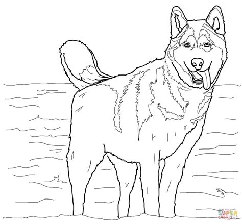 Siberian Husky Coloring Page Free Printable Coloring Pages