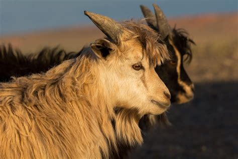 Cashmere Goats In Mongolia Copyright Free Photo By M Vorel Libreshot