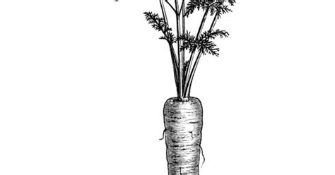 Vintage Garden Clip Art Vegetable Graphics Black And White Clipart