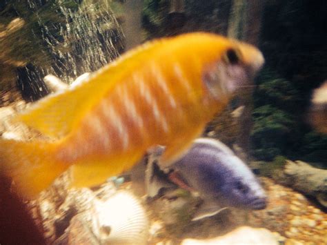 One of the most common types of cichlids, these fish prefer swimming in open water, they have a medium aggression level, feeding on smaller fish. My stud sunshine peacock cichlid mates with Ruby Crystal ...
