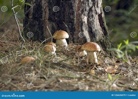 Mushrooms In The Woods Stock Image Image Of Edible 126626079