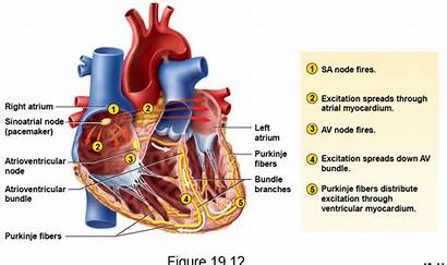 System Conduction Cardiac Chapter Order Anatomy Hearts