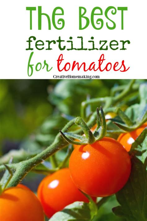 Derived from fermented alfalfa seeds, this fertilizer is rich in the nutrients vegetables need for health and abundance. Best Natural Fertilizer for Tomatoes in 2020 | Tomato ...