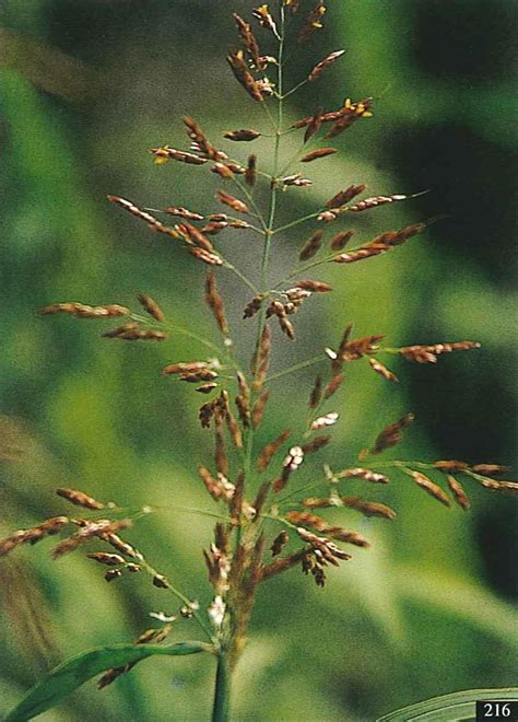 Sorghum 臺灣生命大百科