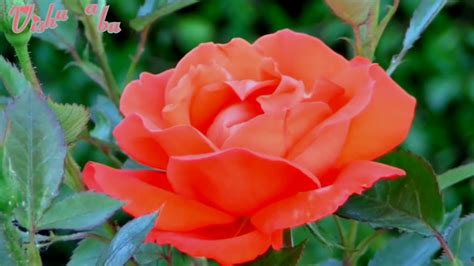 The beautiful red rose opens to reveal all the petals hidden within the bud. Feel the best tone(red rose) - YouTube