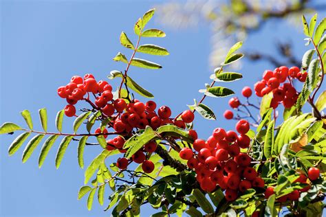 The berries of mountain ash, a mountain ash, in particular the european sorbus ausupariya. Berries of red mountain ash in leaves Photograph by Emma ...