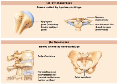 Glenohumeral translation and ligament elongation during abduction and abduction with. Aritculations at California State University - Polytechnic ...