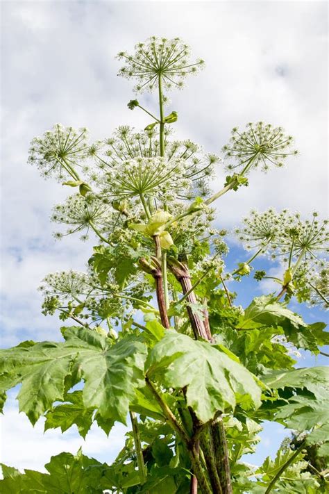 Lush Wild Giant Hogweed Plant With Blossom Poisonous Plant Stock Image