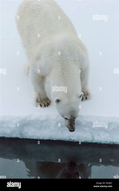Polar Bear Ursus Maritimus Greenland Stock Photo Alamy