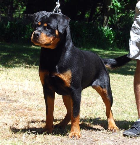 50% off, 1 year health guarantee, shipping available. Rottweiler Dogs, Rottweiler Puppies and Rottweiler Semen