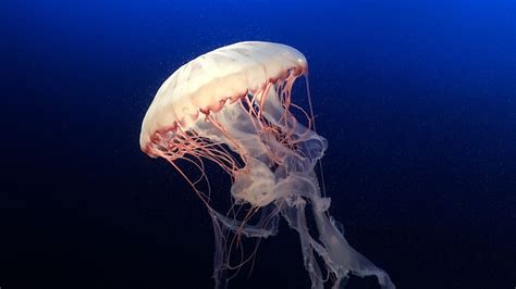 Download Wallpaper 1920x1080 Jellyfish Underwater World