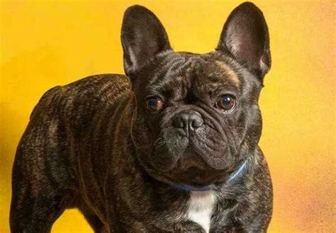 Bulldog & bouledogue francese marrone carbonato. Bulldog Francés: carácter y precio - My Home Ideas