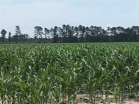 Prime Agricultural Land For Sale In Beaufort County Nc