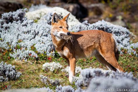 Unlike most large canids, which are widespread, generalist feeders, the ethiopian. Ethiopian Wolf Eating Rat - Burrard-Lucas Photography