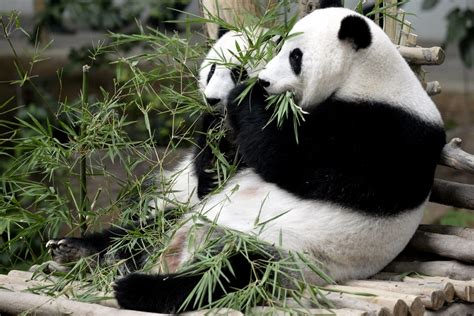 Giant Pandas In The Wild