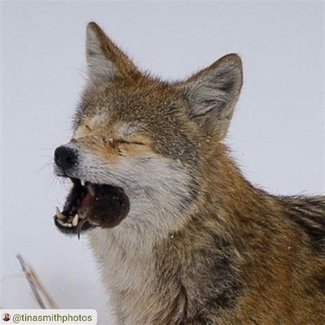 Coyote Watch Canada On Instagram Stunning Photo By Tinasmithphotos