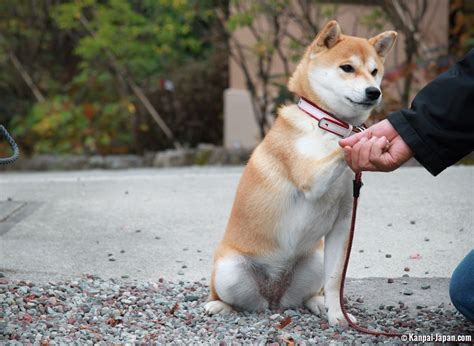 Shiba inu was created in august 2020, modeled off dogecoin,. Shiba-inu: the doggy star of Japan