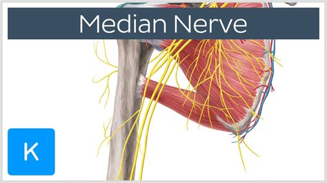 Median Nerve Course Distribution And Branches Human Anatomy Kenhub