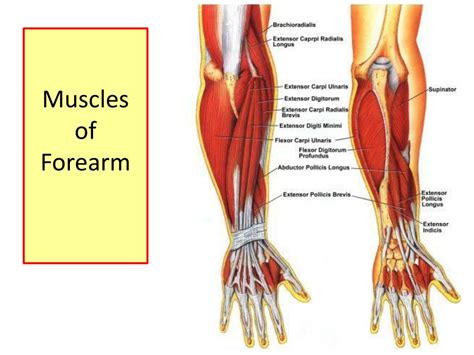 Ppt Muscles Of The Forearm Powerpoint Presentation Free Download