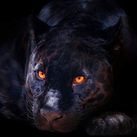 Black Panther Dark Background Wild Cat Scary Feline Animals