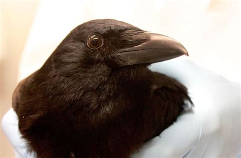 Seattle Researchers Crows Big Brains Are Eerily Humanlike Komo