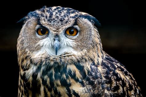 European Eagle Owl 3 Owl Pet Portraits Eagle