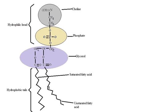 We did not find results for: Cell Membrane - Definition, Function/Structure, Animal ...