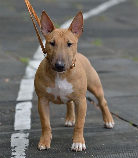 Are Miniature Bull Terriers Good Dogs