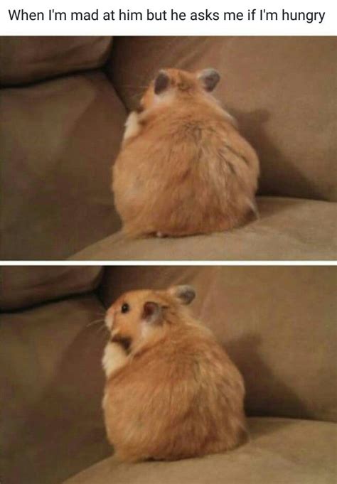 Hamster Meme Funny Hamsters Hamster Pics Cute Animal Memes