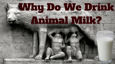 Why Do Humans Drink Animal Milk Youtube