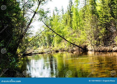 River In The Forest View Of The River With Trees Vegetation On The