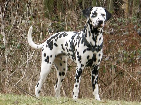They add character to your already gorgeous best friend, so go ahead and embrace them! About pets: Dalmatian