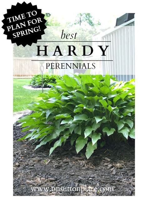 10 Best Hardy Perennial Flowers Hardy Plants Plants