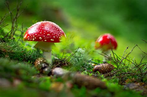 Largest Study Ever Conducted Using Magic Mushrooms Finds Psilocybin ...
