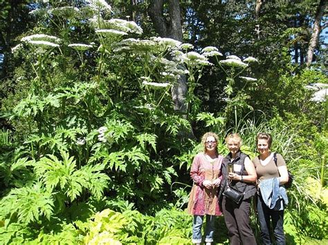 Chigger (jiggers / red bugs) treatment & control products. Clay Club: Giant Hogweed