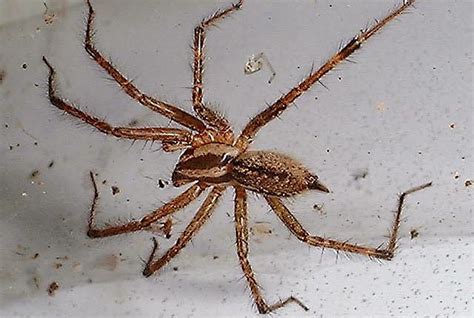 Spider Brown Biological Science Picture Directory