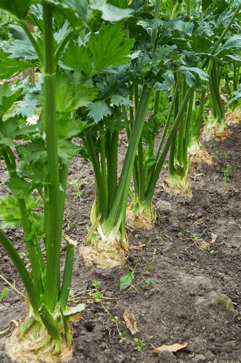 Celery Plant Growing Information Chocmales