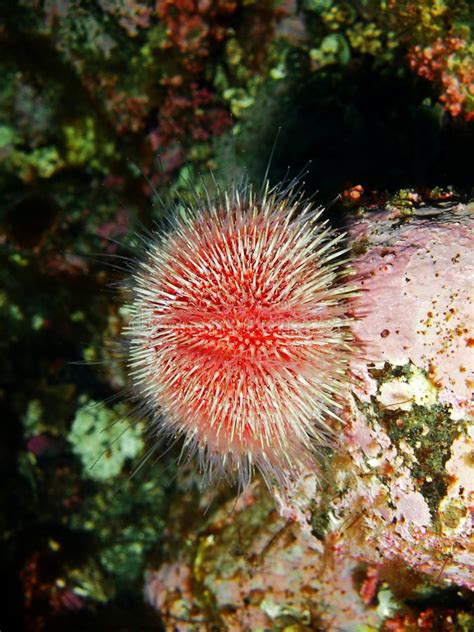 Sea Urchin Echinus Tanzania Zanzibar February 2019 Stock Photo