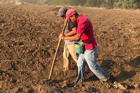 El Uso De La Cal Agrícola Para El Mejoramiento Del Suelo De Cultivo