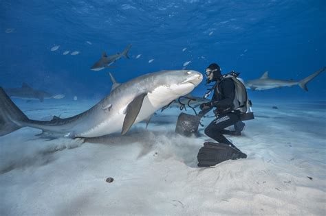 American, breakfast & brunch, cafe. Great White, Say Cheese! Shark Photographer Gets Up Close ...