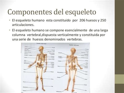 Generalidades De Los Huesos