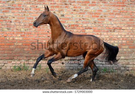 Bay Akhal Teke Stallion Running Sand Stock Photo Edit Now 1729003000