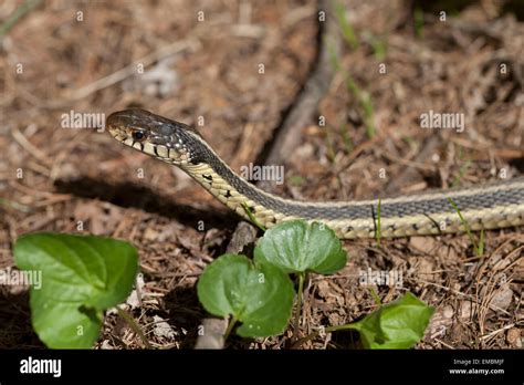 Common Garter Snake Thamnophis Sirtalis Virginia Usa Stock Photo
